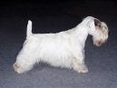 Sealyham Terrier