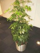 Schefflera