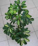 Schefflera