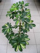 Schefflera