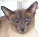 Siamese cat