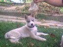 Siberian Husky