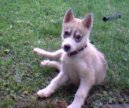 Siberian Husky