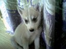 Siberian Husky