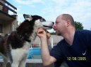 Siberian Husky