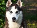 Siberian Husky