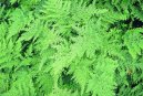 Selaginella