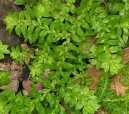 Selaginella