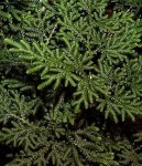 Selaginella