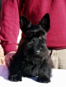 Scottish terrier \(Dog standard\)