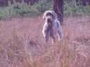 Wirehaired slovakian pointer \(Dog standard\)