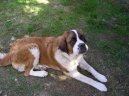 Saint Bernard \\\\\(Dog standard\\\\\)