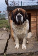 Saint Bernard \\\\\(Dog standard\\\\\)