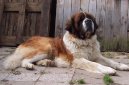 Saint Bernard \\\\\(Dog standard\\\\\)