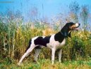 Schweizer Laufhund - Chien Courant Suisse, Swiss Hound