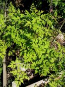 :  > Tang Kuej, Dang Gui (Angelica sinensis)