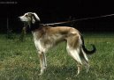 Tasy, Mid-Asiatic Borzoi