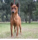 Thailand-Ridgeback