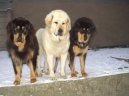 :  > Tibetsk doga (Tibetan Mastiff)