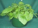 Tolmiea menziesii