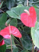 Anthurium