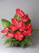 Anthurium