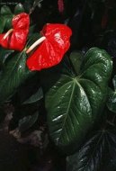 Anthurium