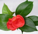 Anthurium