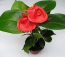 Anthurium