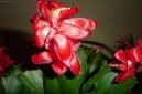 :  > Vnon kaktus (Schlumbergera)