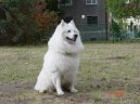 Deutscher spitz - Grossspitz, German Spitz  Giant Spitz