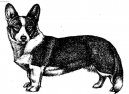 Welsh Corgi Cardigan