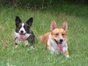 Welsh Corgi Cardigan