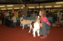 Welsh Springer Spaniel