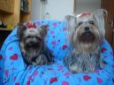 Jorkrsk terier, Yorkshire Terrier,