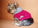 Jorkrsk terier, Yorkshire Terrier,