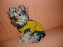 Jorkrsk terier, Yorkshire Terrier,