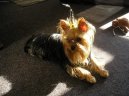 Jorkrsk terier, Yorkshire Terrier,