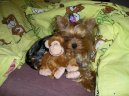 Jorkrsk terier, Yorkshire Terrier,