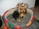 Jorkrsk terier, Yorkshire Terrier,