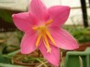 Zephyranthes grandiflora