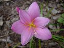 Zephyranthes grandiflora