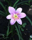 Zephyranthes grandiflora