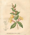 :  > Zimolez Japonsk (Lonicera japonica)