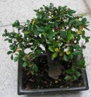 :  > Zimostrz (Buxus Harlandii)