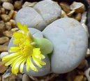 Lithops