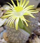 Lithops