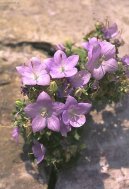 Campanula isophylla