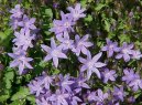 Campanula isophylla