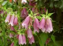 Campanula isophylla